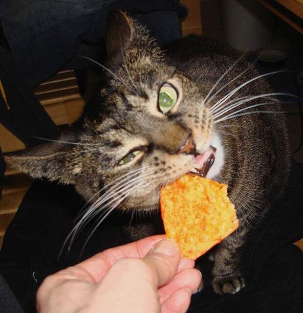 кошка ест чипсы