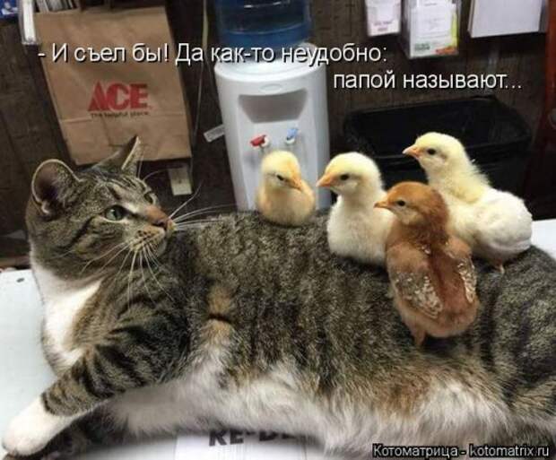 Новая котоматрица для хорошего настроения (28 фото)