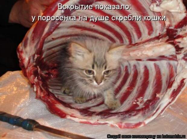 Котоматрица на Бугаге (28 фото)