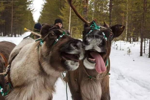 Прикольные картинки Прикольные картинки