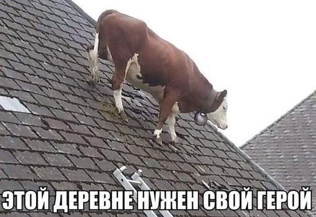 Смешные картинки с надписями прикол, юмор