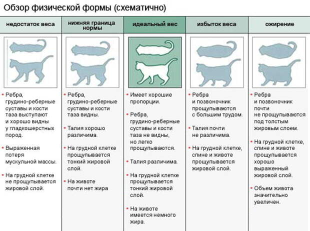 Почему у некоторых кошек висит дряблый животик? Это ожирение или что-то еще?