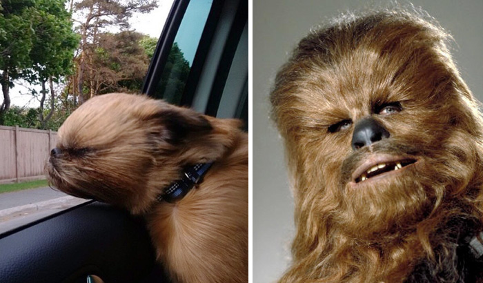 similar-things-look-alike-24__700