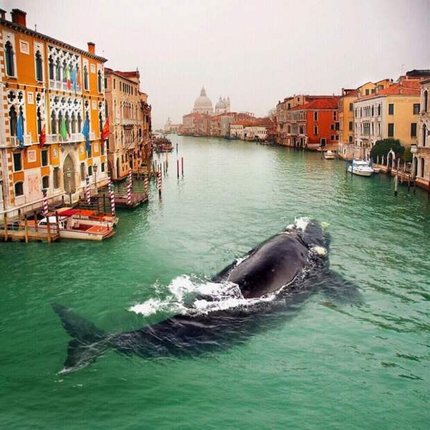 Жители Венеции спасли кита, случайно заплывшего в один из каналов. венеция, кит