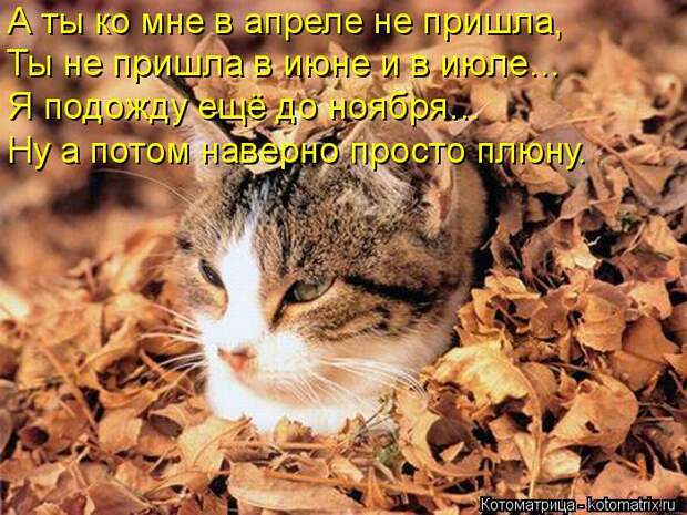 Клёвые отрывные котоматрицы (30 фото)