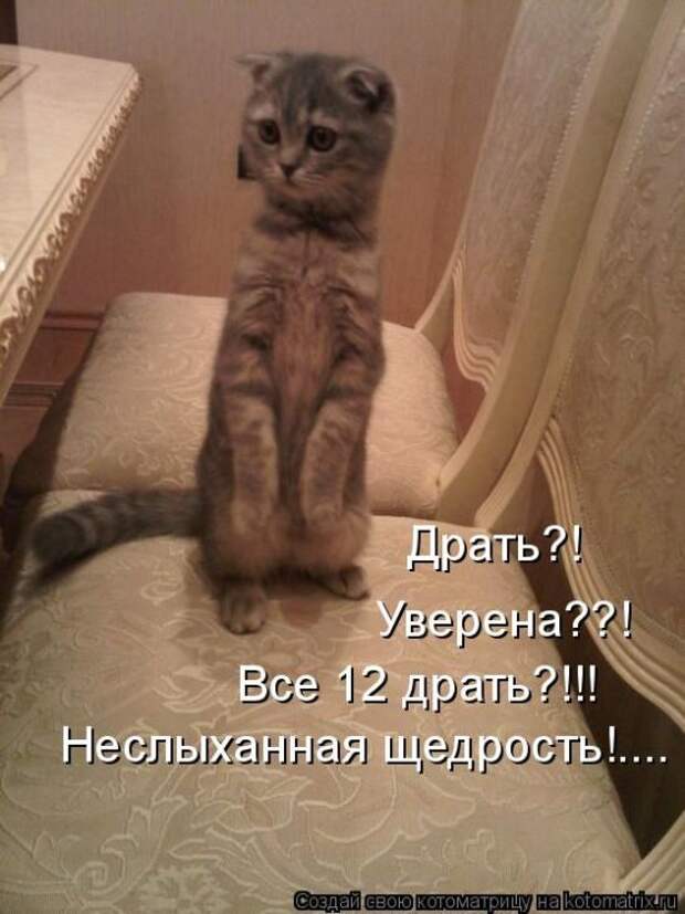 Лучшие котоматрицы недели (50 фото)