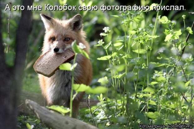 Лучшие котоматрицы недели