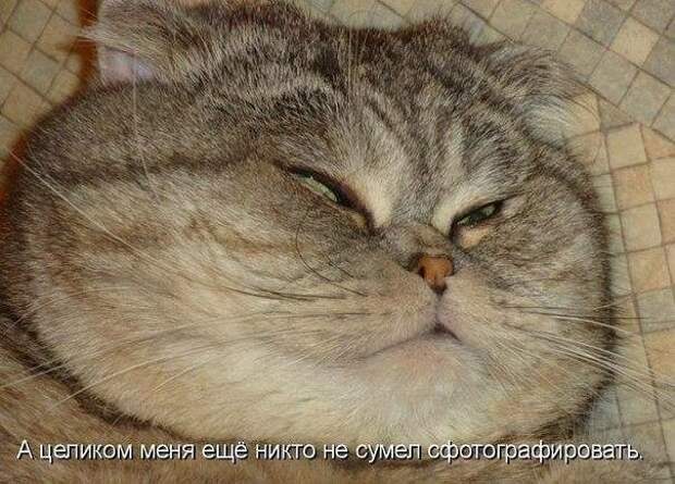Пост юмора без политики прикол, юмор
