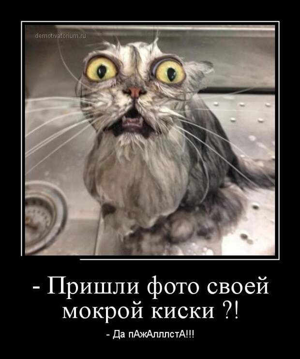 Демотиваторы бревно, демотиваторы, юмор