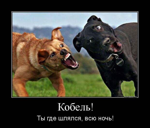 Демотиваторы демотиваторы, прикол, смех, юмор