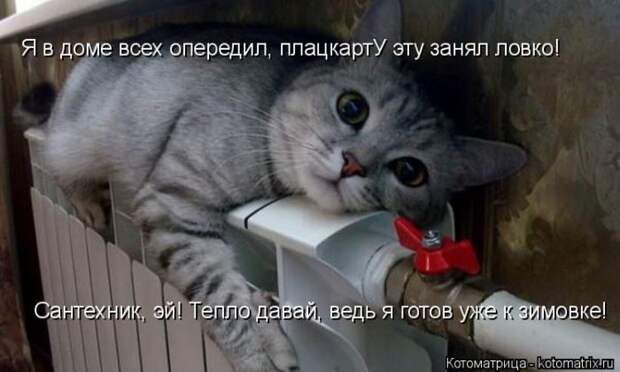 Лучшие котоматрицы недели