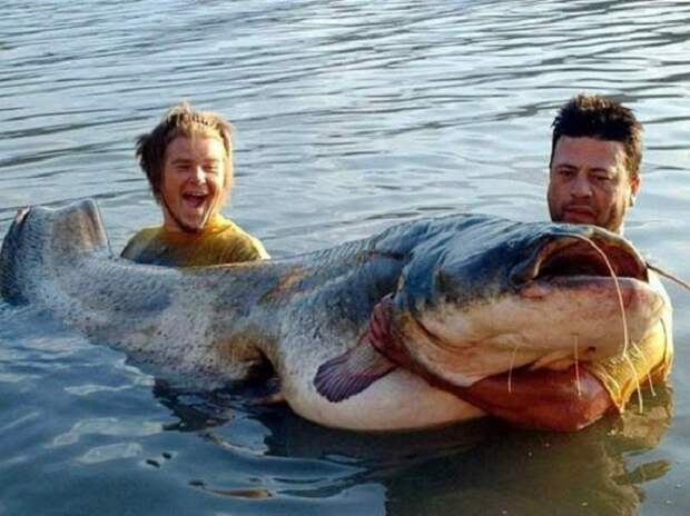 Два рыболова из Италии выловили сома, вес которого 128 кг!