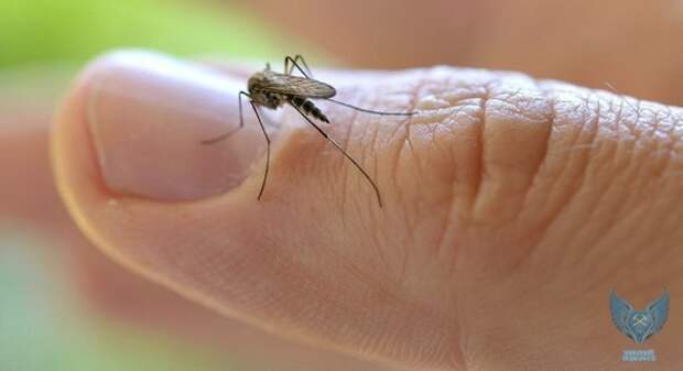 8 убийственных ароматов против комаров своими руками, сделай сам