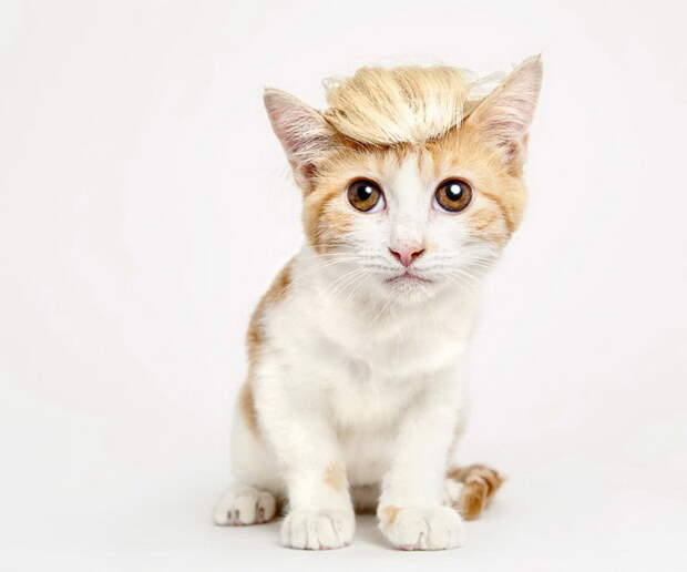 Шляпки для кошек: проект Shaina Fishman