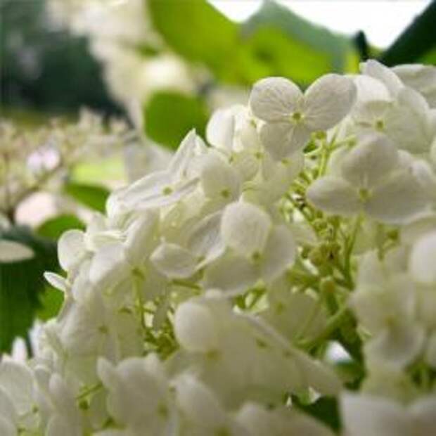 Гортензия крупнолистная (Hydrangea macrophylla)