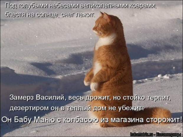 Новая котоматрица на Бугаге (28 фото)