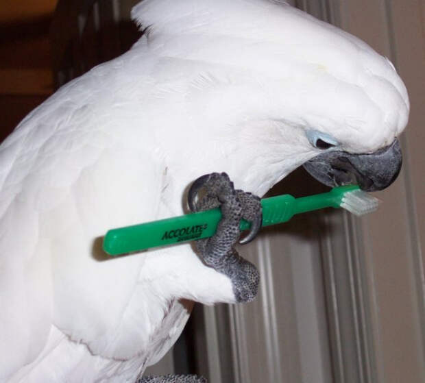 BIRD Products