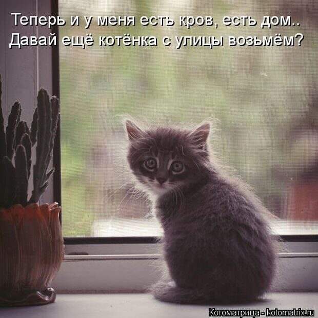 Лучшие котоматрицы недели