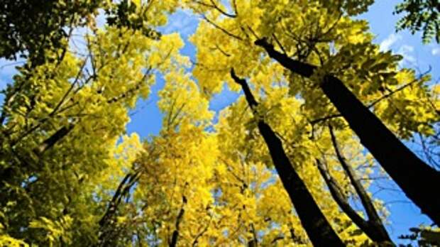 Осень / Фото: Екатерина Смолихина / amic.ru