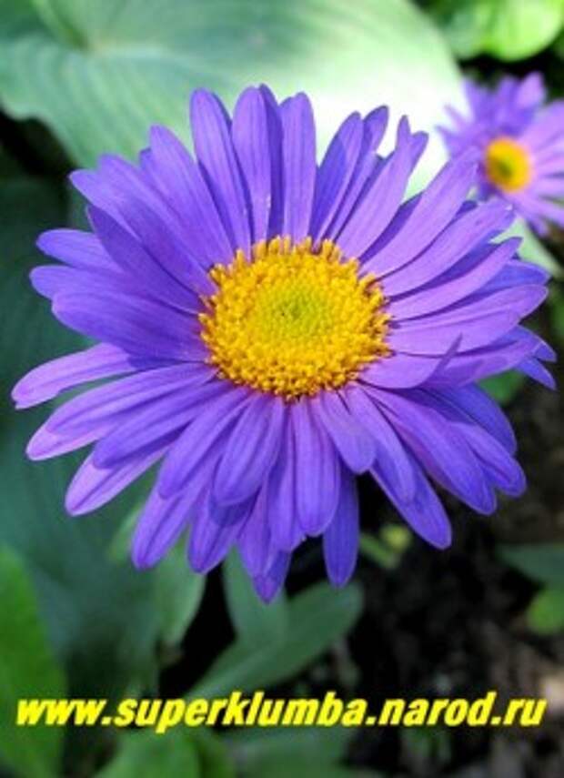 АСТРА АЛЬПИЙСКАЯ "ДАНКЕ ШОН" (Aster alpinus "Dunkle Schone") низкая, высотой всего15-20 см, летнецветущая многолетняя астра, цветы полумахровые темно-фиолетовые диаметром 4см, цв. июнь-июль, НОВИНКА! ЦЕНА 170 руб НЕТ НА ВЕСНУ 2013г