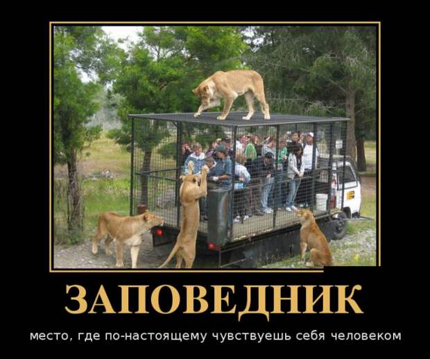 Подборка  демотиваторов демотиваторы, юмор