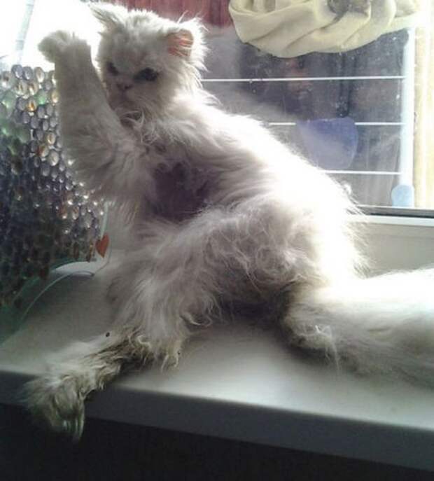 Вторая жизнь  кота, найденного под окнами дома