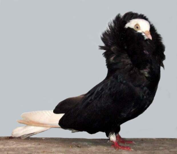 Птицы-разведёнки учат, как надо выглядеть после расставания забавно, прикол, птицы, развод, юмор