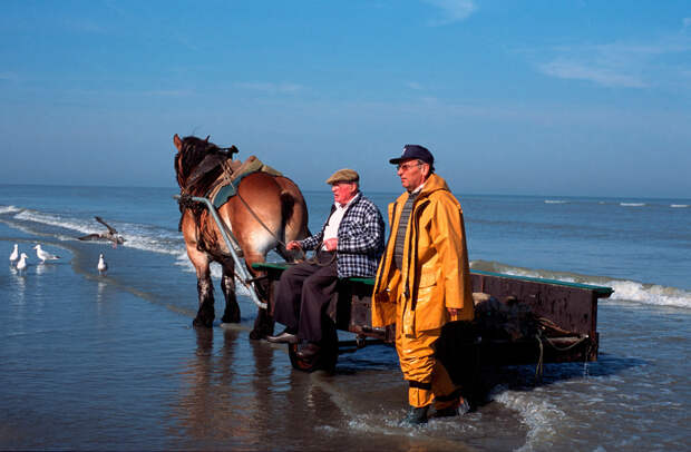 Как лошади помогают бельгийцам ловить креветок: промысел, которому более 500 лет
