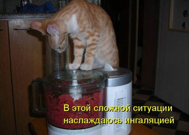 Смешные животные из КотоМатрицы (49 шт.)