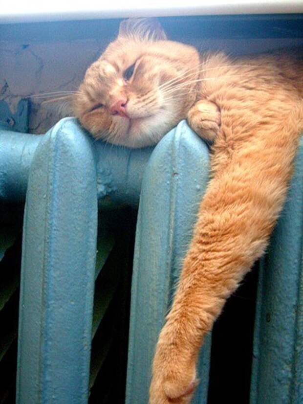 Кошки на батарее (12)
