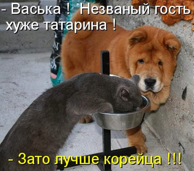 kotomatritsa_ce