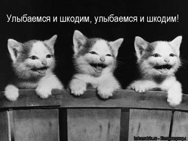 Котоматрица