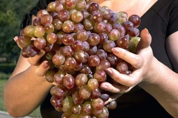 grapes огромные гроздья винограда фото