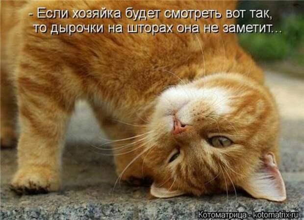 Котоматрицы (забавные картинки с надписями)