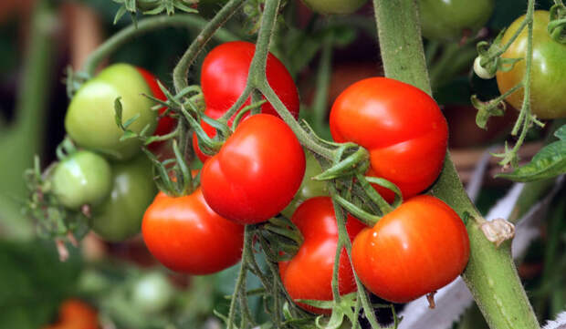 Чем удобрять помидоры: самые эффективные способы