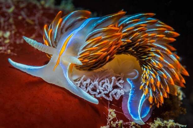 Удивительная красота морских моллюсков (31 фото)
