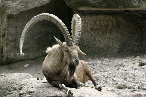 Ибексы или альпийские горные козлы (лат. Capra ibex) 