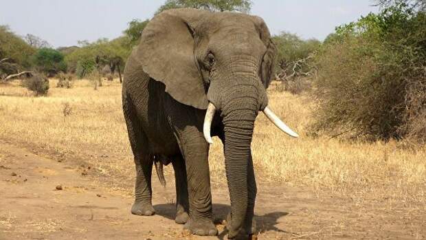 Слоны по-прежнему находятся на грани вымирания, заявили экологи