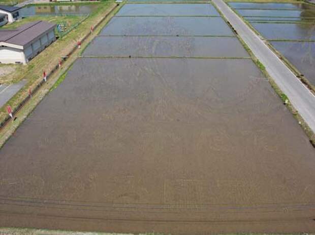 these-rice-fields-in-japan-look-like-ordinary-rice-fields-but-take-a-look-what-happens-next-artnaz-com-2