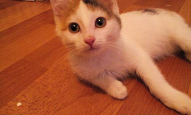 кошка