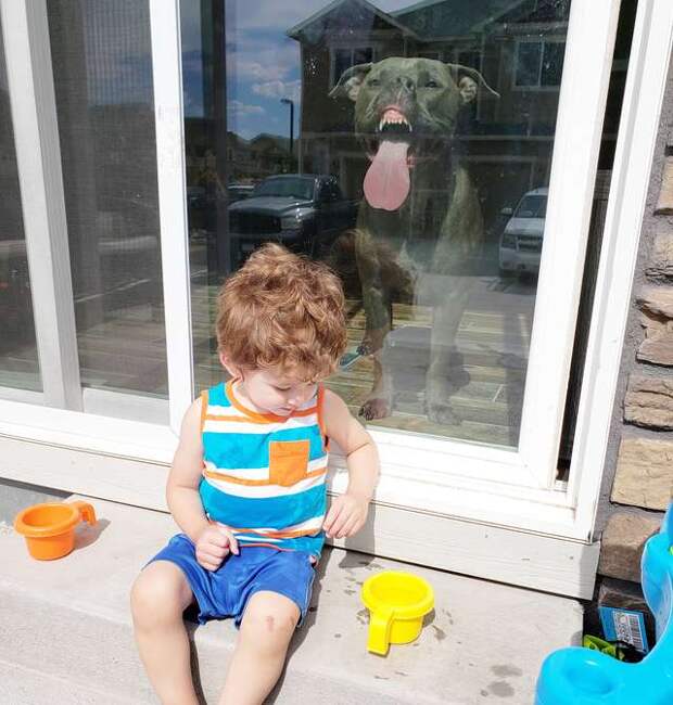 пес лижет окно