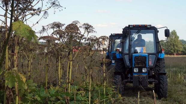Кто должен бороться с борщевиком Сосновского: новые требования и штрафы