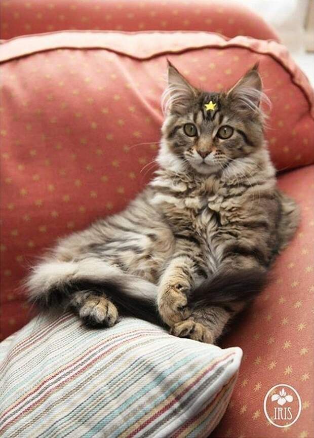 девочка и кошка
