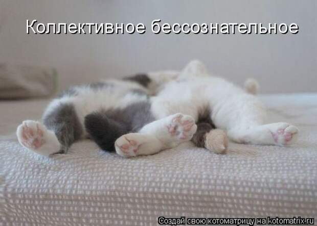 Лучшие котоматрицы недели