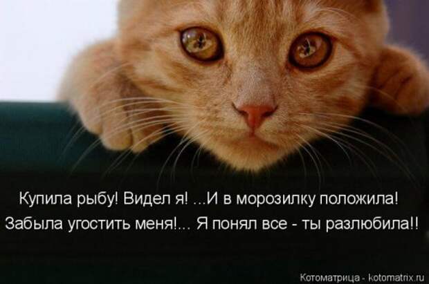 Котоматрица на Бугаге (30 фото)