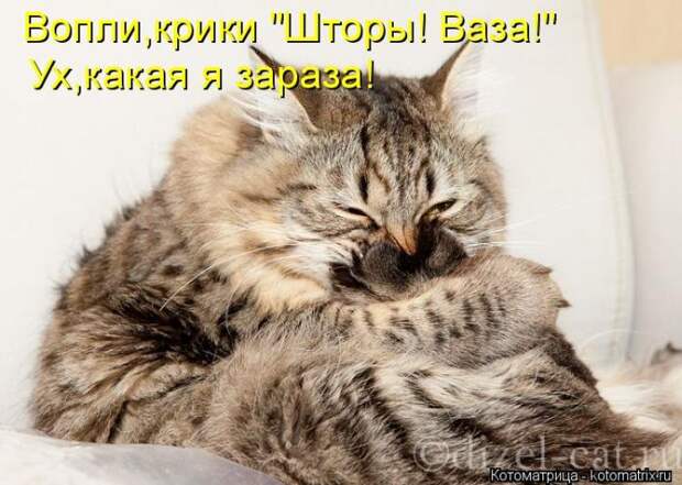 Лучшие котоматрицы недели (50 фото)
