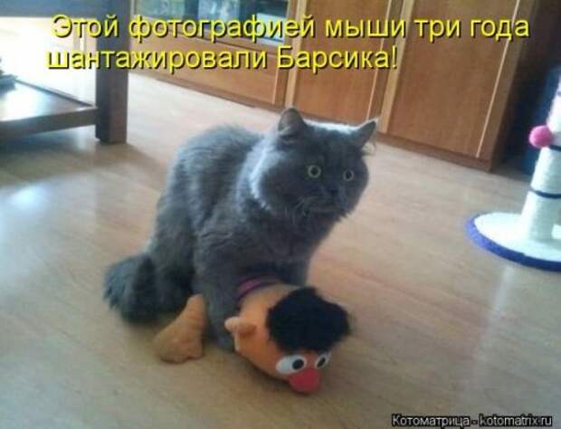 Отличная коллекция котоматриц (25 шт)