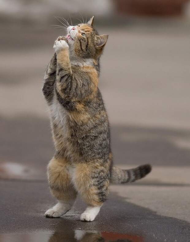 кот молится (547x700, 75Kb)
