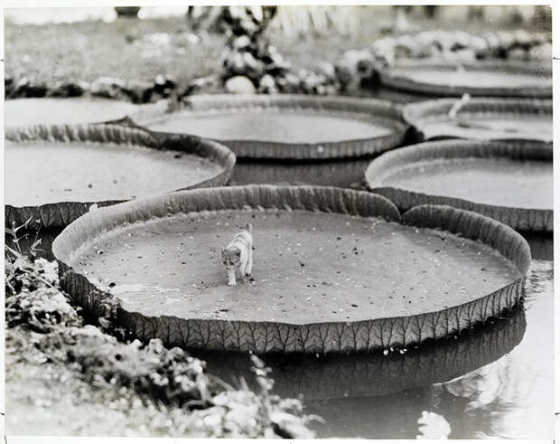 25 неопубликованных фотографий из архивов National Geographic