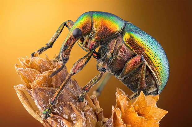 Победители конкурса микрофотографий Nikon Small World 2020
